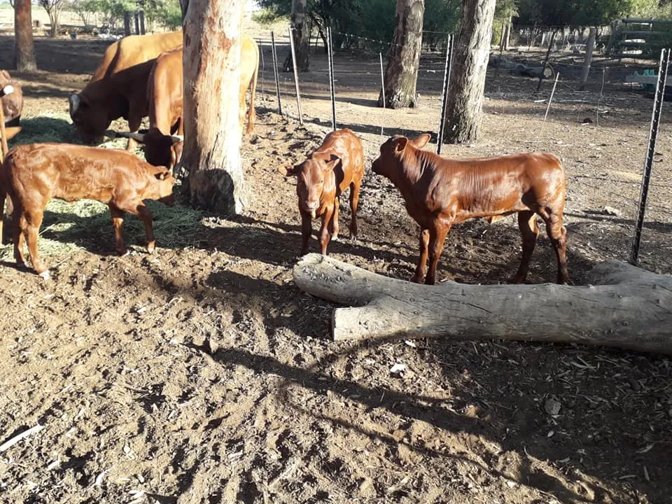 First Choice Farmers (Pty) Ltd photo 3