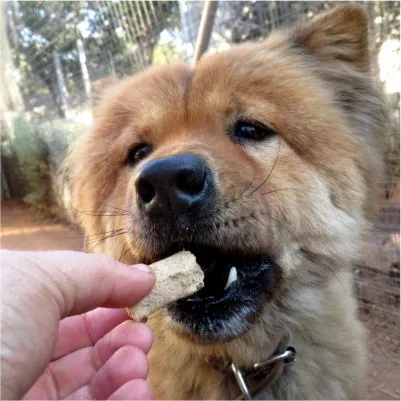 Best Friends Pet Lodge photo 1
