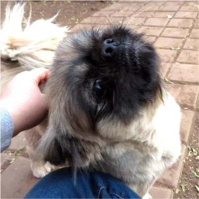 Best Friends Pet Lodge photo 2