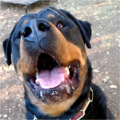 Best Friends Pet Lodge photo 3