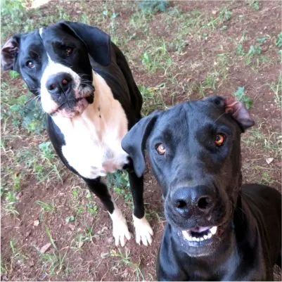 Best Friends Pet Lodge photo 4