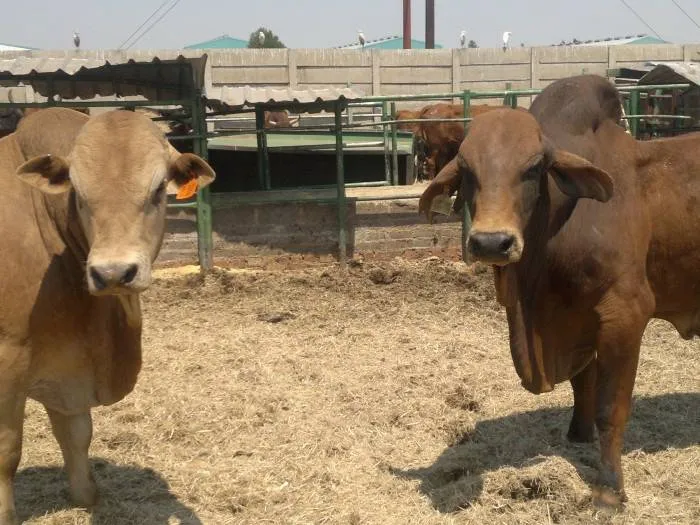 Rhebok New Farms photo 3
