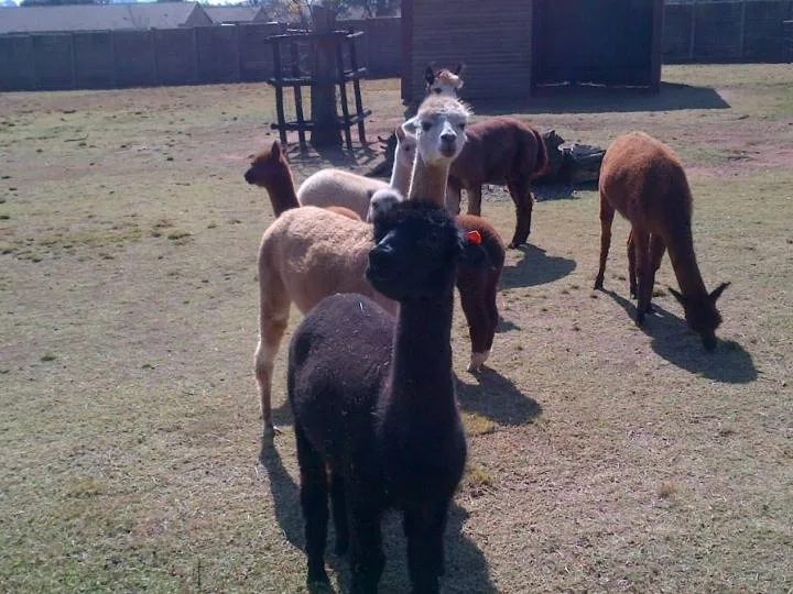 Rhebok New Farms photo 4
