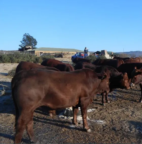 Hill Top Farmers Pty Ltd photo 1