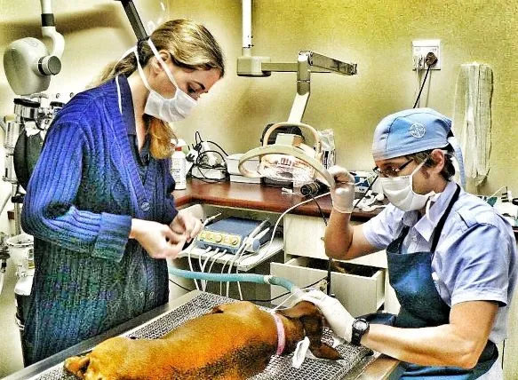 South City Vet Clinic photo 4