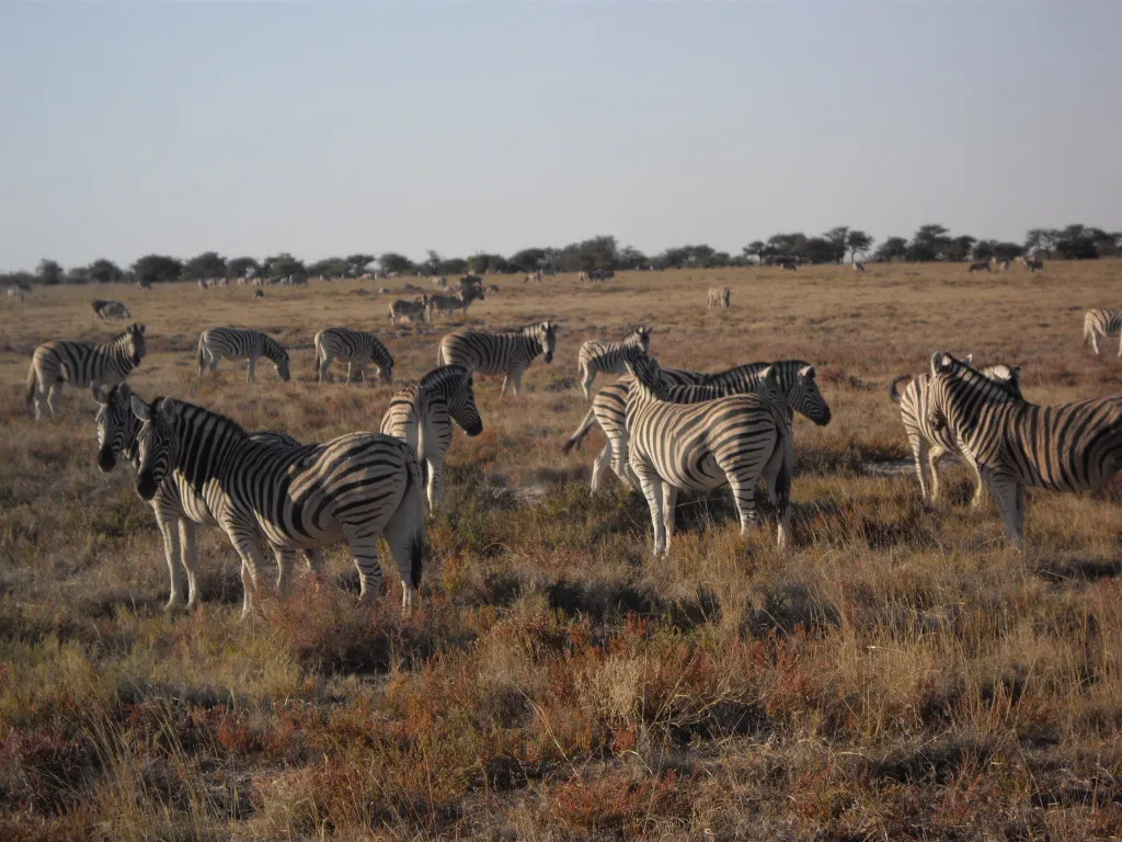 HoneyBadger Travel & Tours photo 2