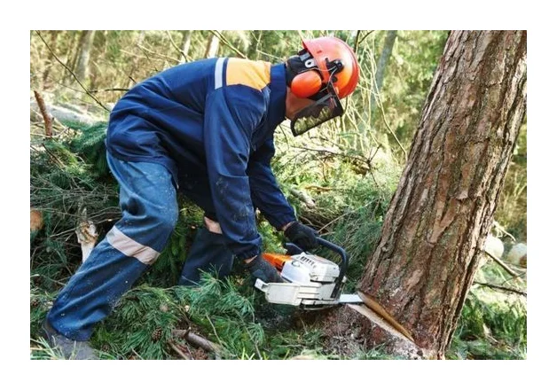 Wilsac Tree Fellers 0738088293 logo
