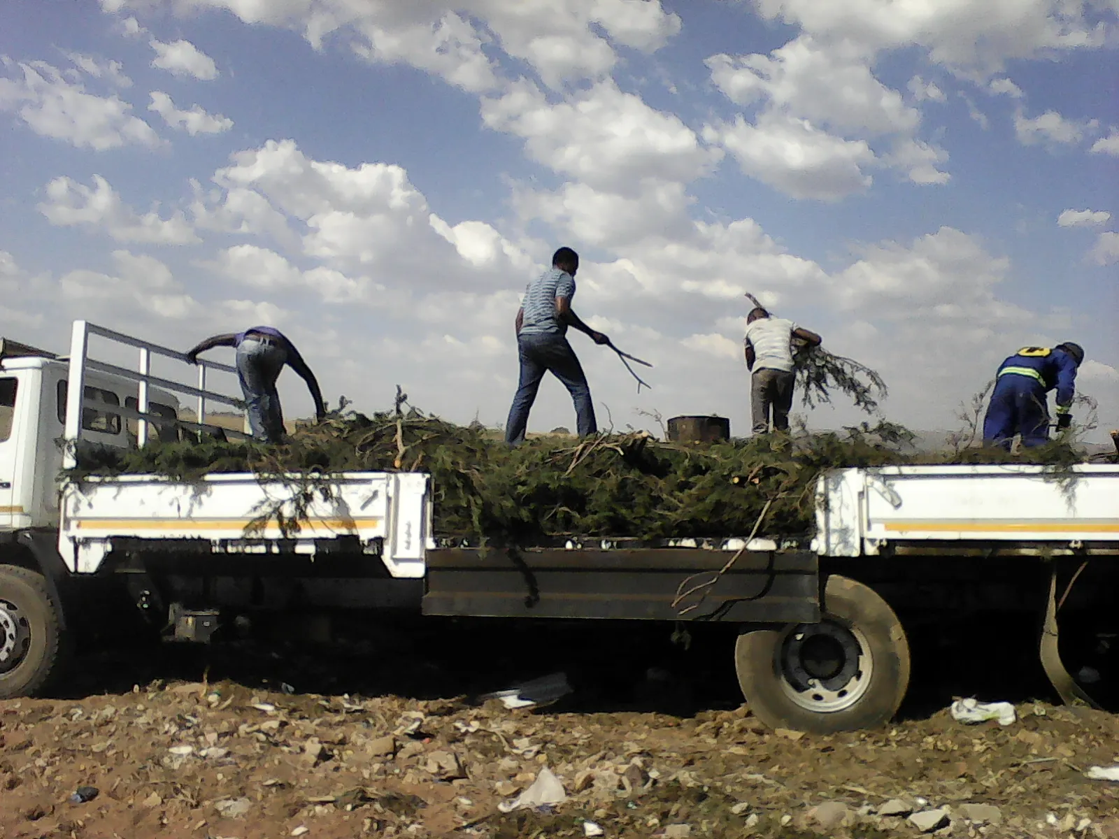 Wilsac Tree Fellers 0738088293 photo 2