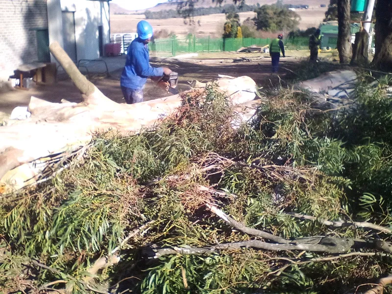 Wilsac Tree Fellers 0738088293 photo 3