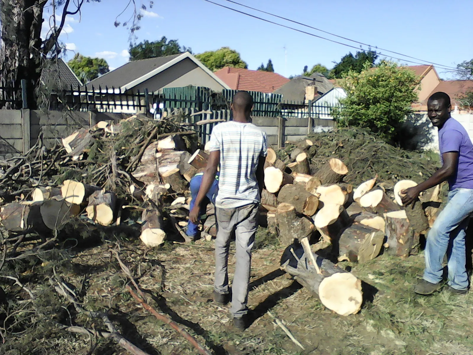 Wilsac Tree Fellers 0738088293 photo 4