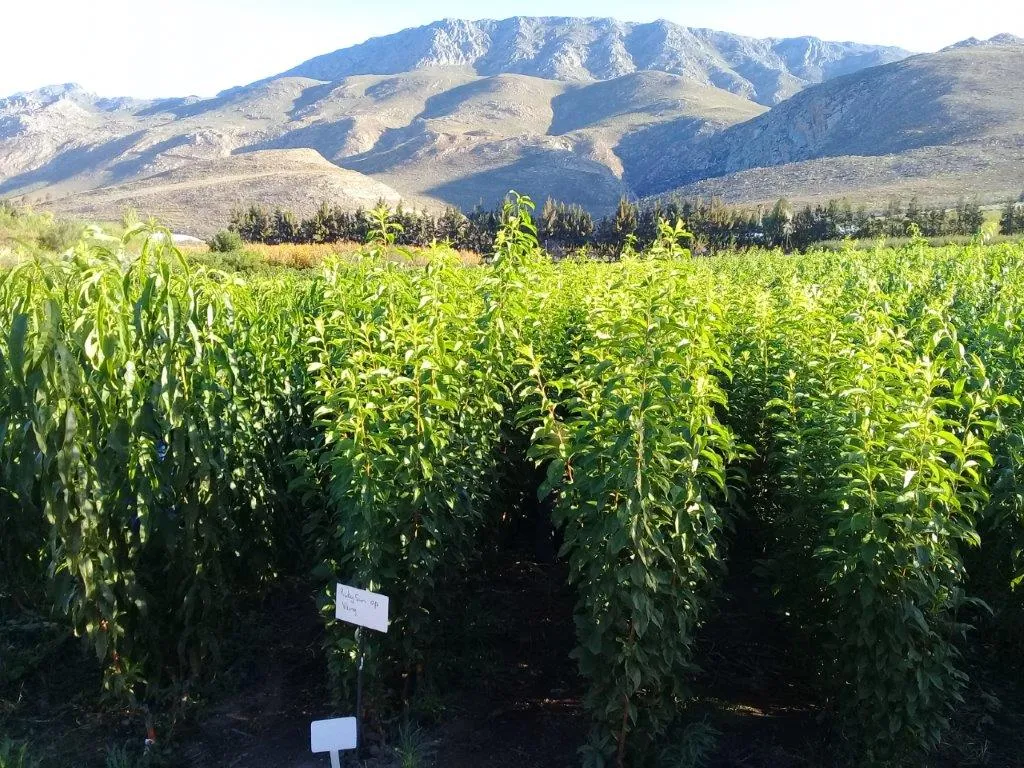 JD Van Deventer's Fruit Tree Nursery photo 1