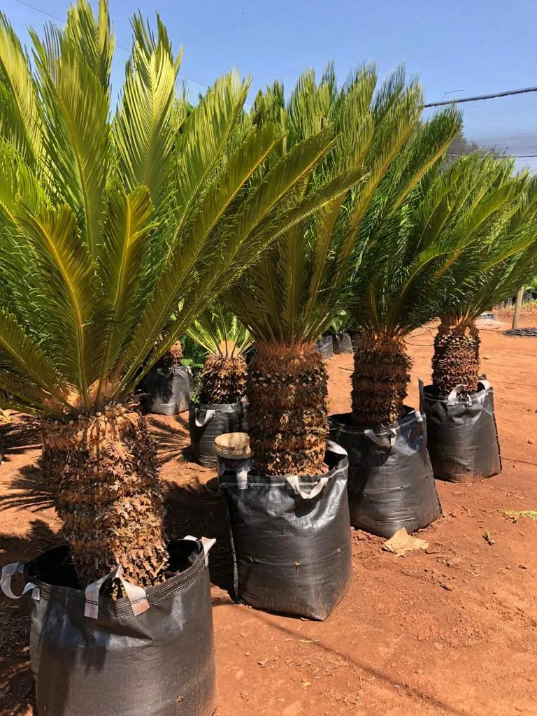 G.Prinsloo Cycas photo 1