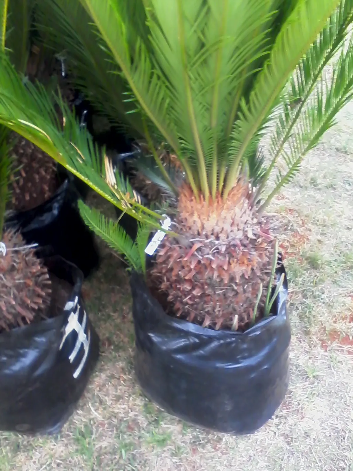 G.Prinsloo Cycas photo 3