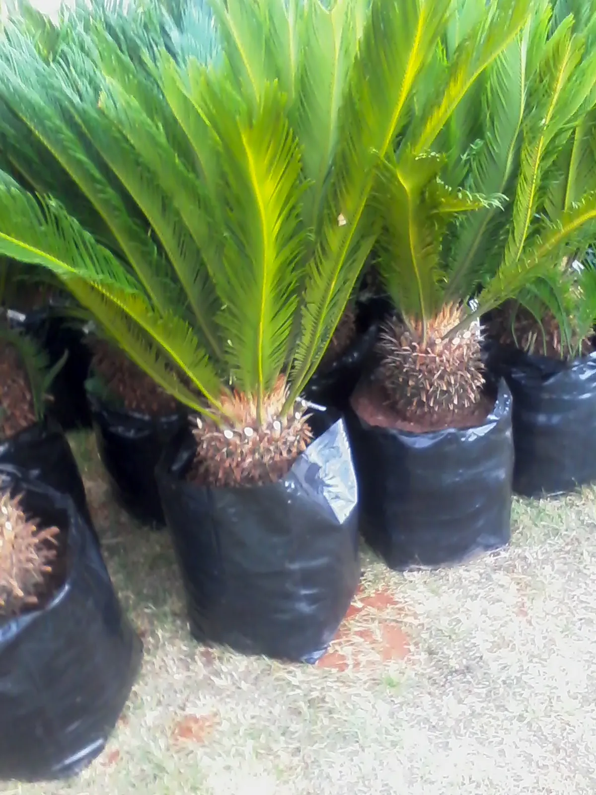 G.Prinsloo Cycas photo 4