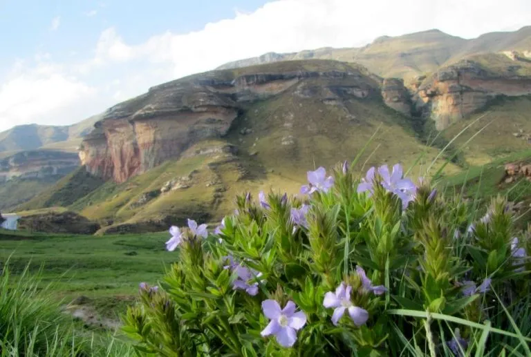 Clarens News photo 1