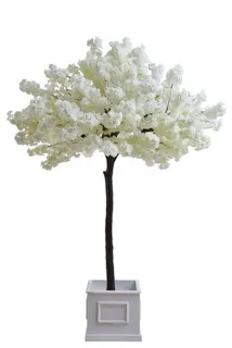 EDEN TREES photo 2